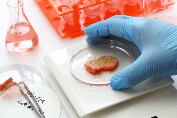 istock cultured meat making image, lab grown meat concept 1149266115