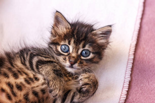 istock Beautiful fluffy tabby kitten with big blue eyes 1149266194