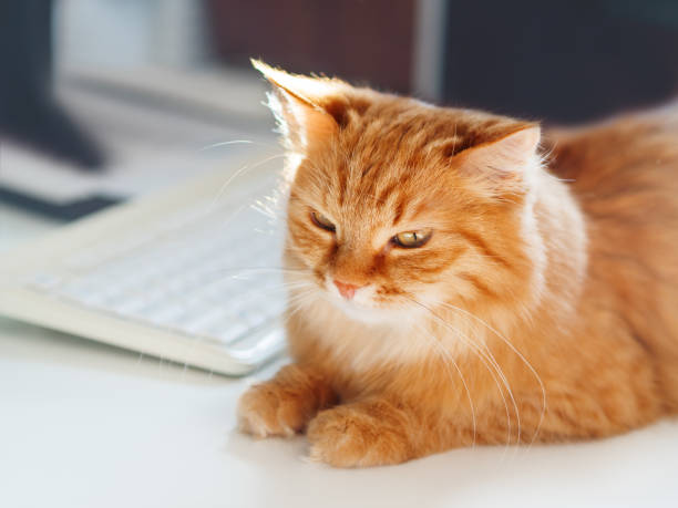 istock Cute ginger cat lying on white table near computer keyboard. Fluffy pet  dozing. Freelance job. 1149266221
