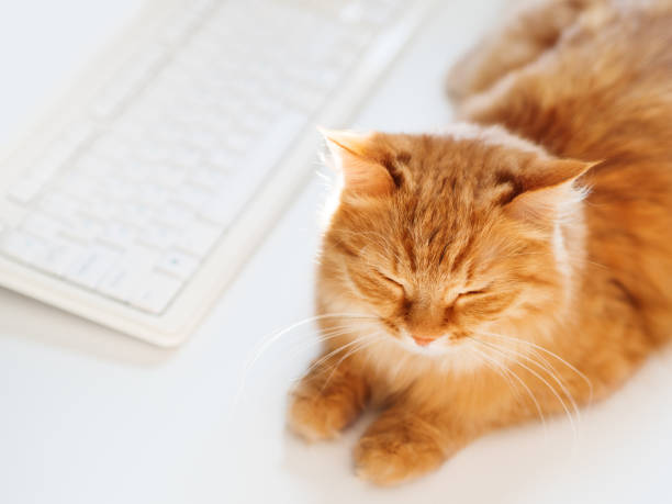 istock Cute ginger cat lying on white table near computer keyboard. Fluffy pet  dozing. Freelance job. Top view. 1149266338