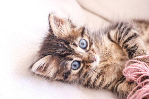 istock Beautiful fluffy tabby kitten with big blue eyes 1149266427