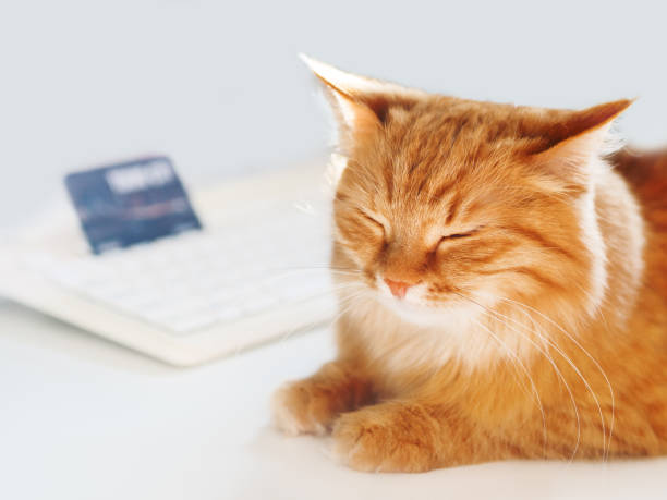 istock Cute ginger cat lying on white table near computer keyboard with credit card. Fluffy pet is dozing. Symbol of freelance job or online shopping. 1149266990