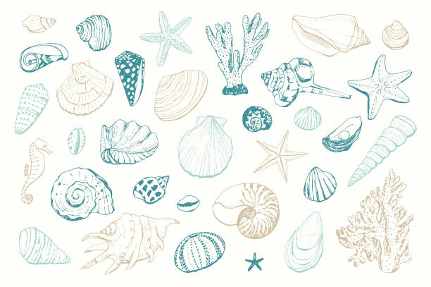 deniz kabukları illüstrasyonları - sarmal deniz kabuğu illüstrasyonlar stock illustrations