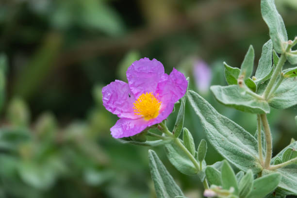 istock Grey Leaved Rock Rose Flower in Bloom in Springtime 1149267479