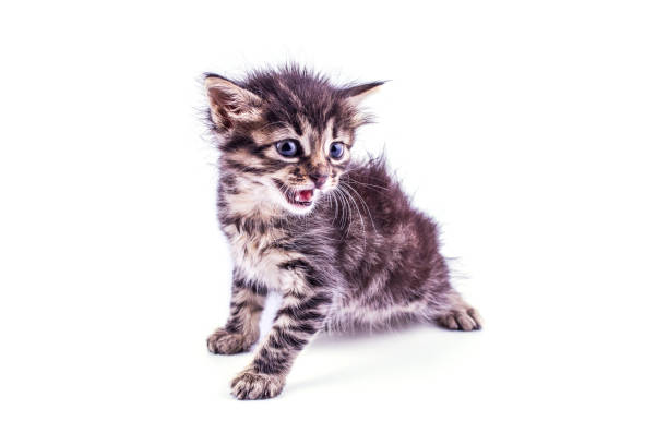 istock Gray striped kitten with blue eyes. Isolated white 1149267531