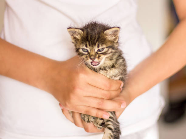 istock Very little tabby kitten in hands. Meow screaming cat 1149267687
