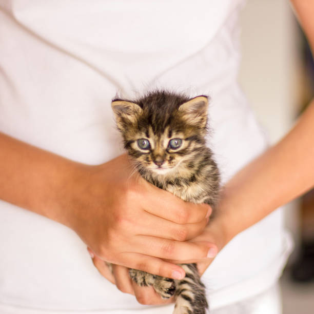 istock Very little tabby kitten in hands. Meow screaming cat 1149267776