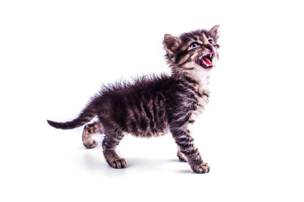 istock Gray striped kitten with blue eyes. Isolated white 1149267862