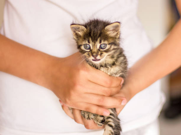 istock Very little tabby kitten in hands. Meow screaming cat 1149267945