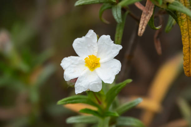 istock Montpellier Rock Rose Flower in Bloom in Springtime 1149267946