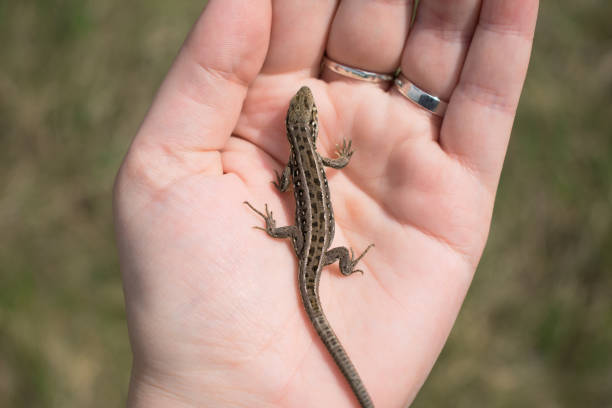 istock Little european lizard in female hand 1149268066