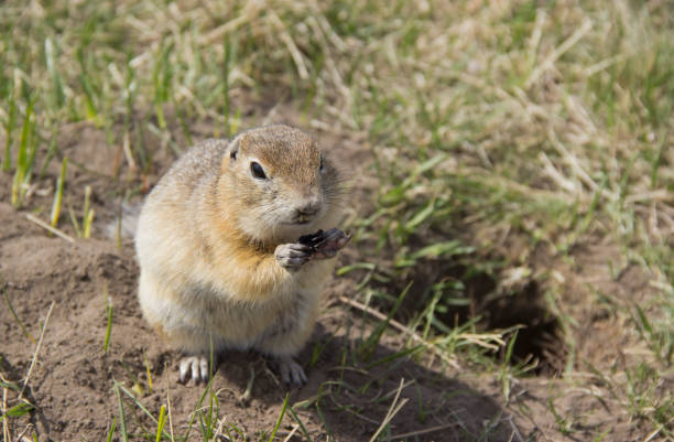 istock Gopher genus  rodents of the squirrel family. The gopher eats the seeds. 1149268110