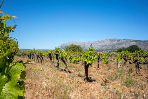 Springtime grapes with Mt St Victoire in the background