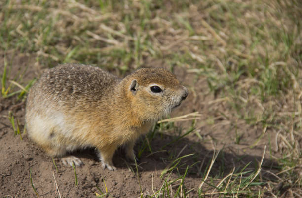 istock Gopher genus  rodents of the squirrel family. 1149268791