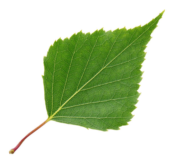 istock Leaf of birch tree isolated on white background 1149269026