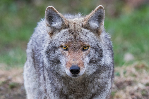 Retrato de Coyote photo