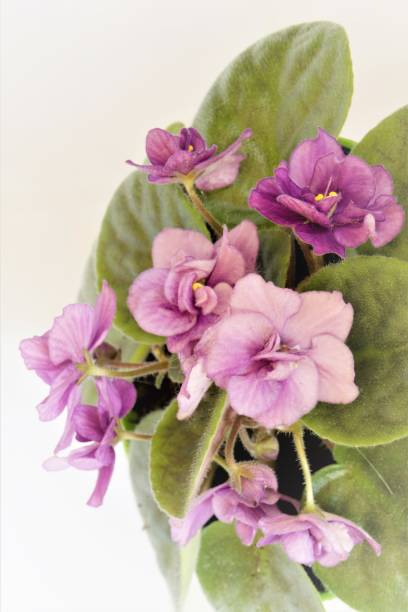 istock Flowers violets on a white background close-up. 1149269211