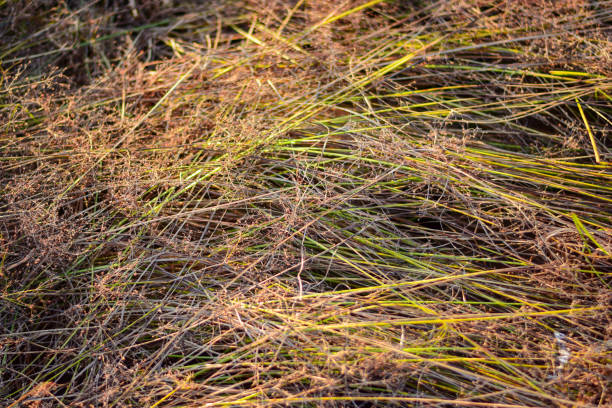 istock Hay on the broken land and evening sunshine 1149270370