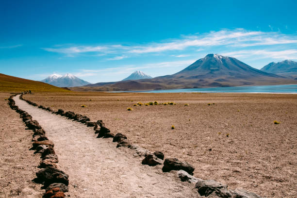 Andean Logoas in the Atacama desert, Chile stock photo
