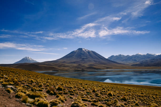 istock Andean Logoas in the Atacama desert, Chile 1149272347