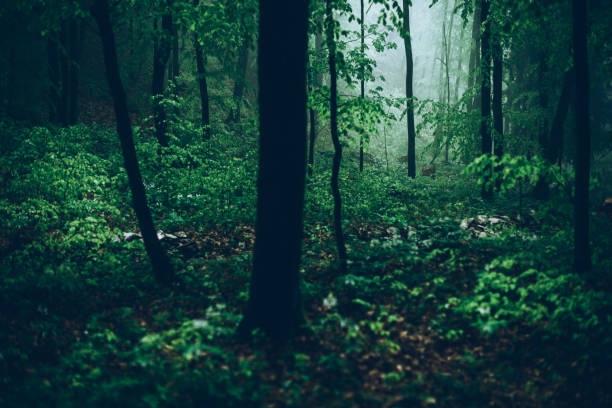 istock rain in the green valley - our planet and climate change concept 1149272656