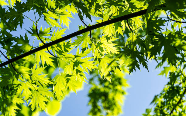 Graceful young green leaves of Acer saccharinum  against the sun on blue sky background Graceful young green leaves of Acer saccharinum  against the sun on blue sky background. Nature concept for spring design maple keys maple tree seed tree stock pictures, royalty-free photos & images