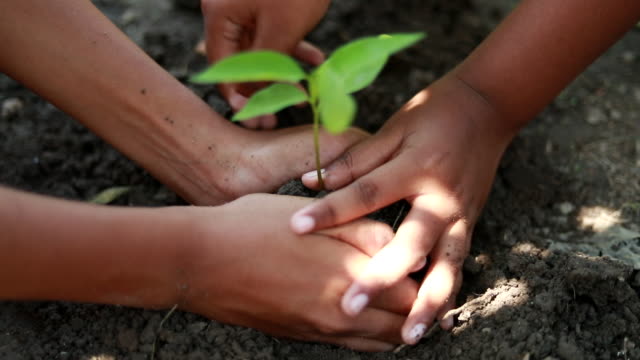Scene of Boys planting a new tree, concept Save the Earth, save the world, save planet, ecology concept