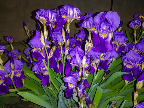 Irises flower