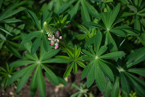Pink Lupine flower starting to blossom