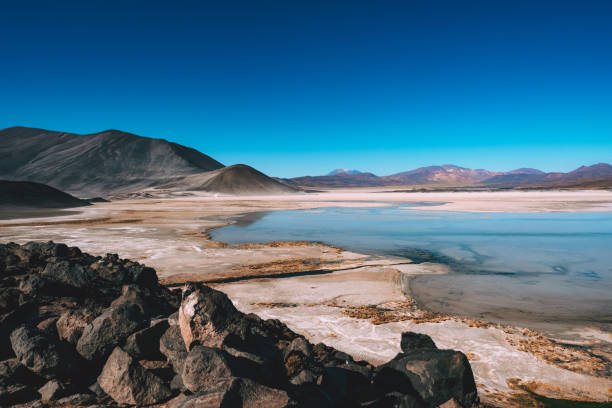 istock Andean Logoas in the Atacama desert, Chile 1149274551
