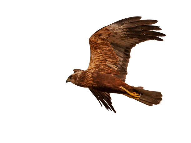 istock A wild Western Marsh Harrier, Circus aeruginosus, in flight, isolated on a white background. Original photo taken in the Danube Delta Biosphere Reserve in eastern Romania 1149274562