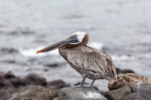 istock Galapagos Brown Pelican 1149274900