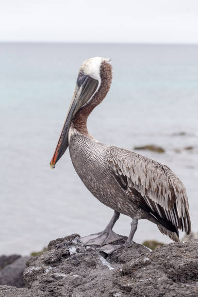 istock Galapagos Brown Pelican 1149275055