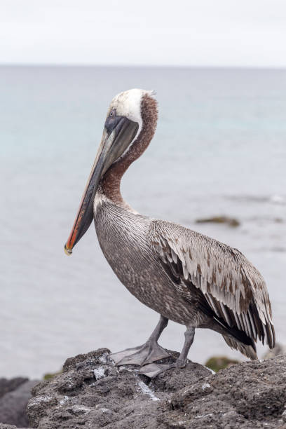 istock Galapagos Brown Pelican 1149275084