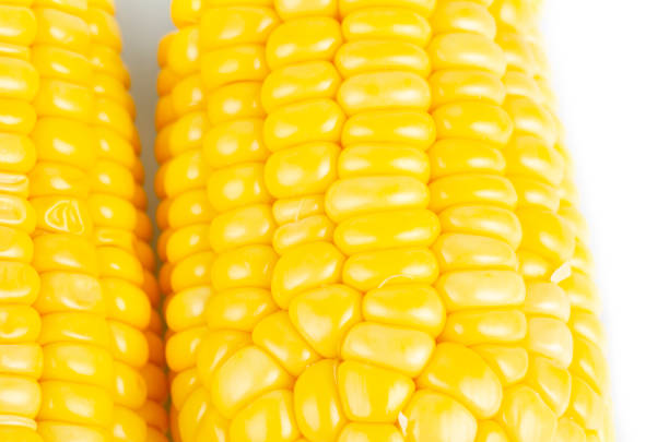 fresh raw sweet corn on the cob kernels over white background