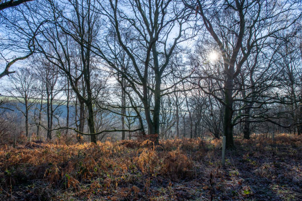 istock A Woodland scene 1149276904