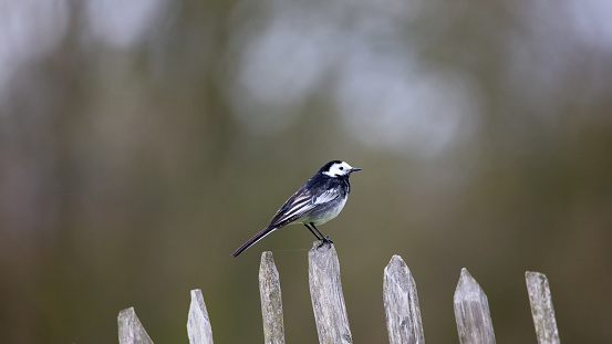 a pied wagtail sitting on a fence