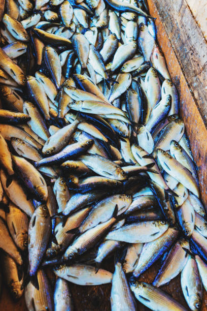 istock Gaspereau Fishing 1149279117