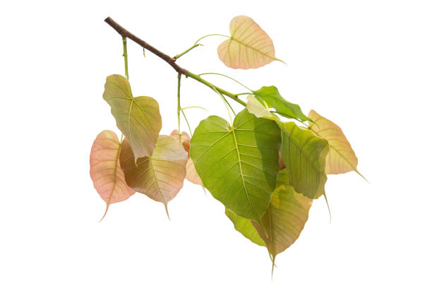 feuilles de bodhi isolées sur fond blanc ou feuille de peepal de l’arbre de bodhi, - peepal photos et images de collection