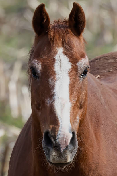istock Horse in the field,central Wisconsin 1149279962