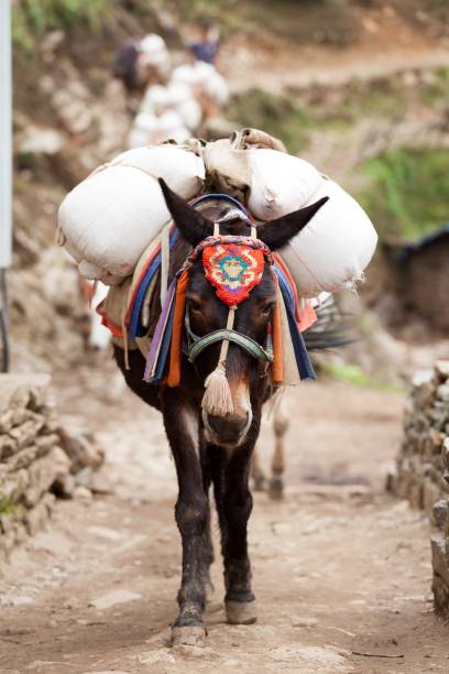 Close-up of an mule caravan, Dudh Kosi valley, Solu Khumbu, Nepal stock photo