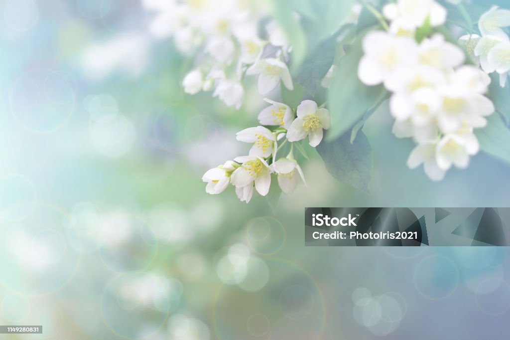Jasminblüte, Zweig der schönen Jasminblüten - Lizenzfrei Blume Stock-Foto