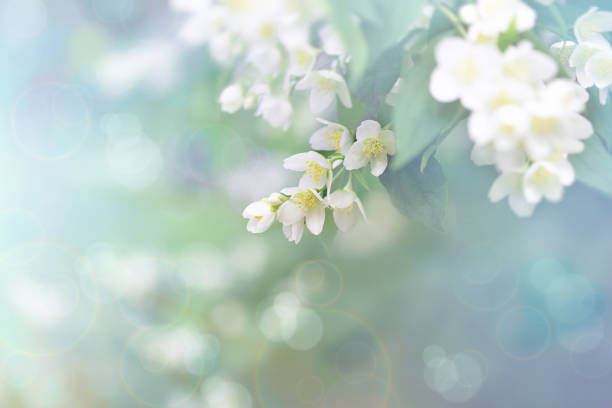 jasminblüte, zweig der schönen jasminblüten - baumblüte fotos stock-fotos und bilder