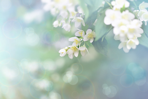 Flor de jazmín, rama de hermosas flores de jazmín photo