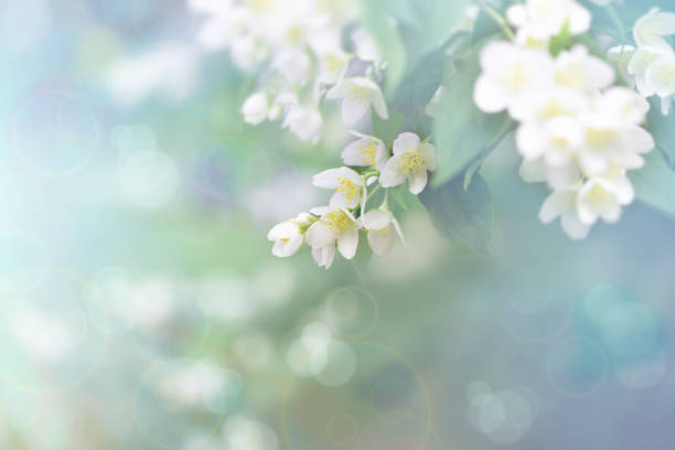 Jasmine flower, branch of beautiful jasmine flowers Jasmine flower, branch of beautiful jasmine flowers blossom stock pictures, royalty-free photos & images