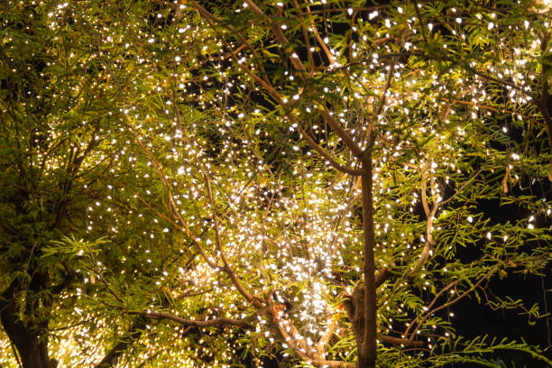 istock Decorative outdoor string lights hanging on tree in the garden at night time 1149282298