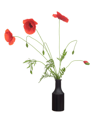 Wild red poppy flowers, Papaver rhoeas in black vase with buds, in blue glass vase. Isolated on white. Rustic arrangement.