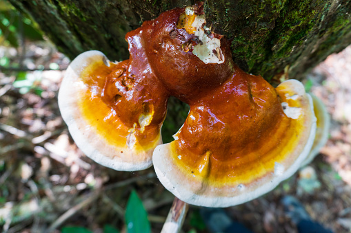 Foraging wild Reishi Mushrooms in the wilderness.