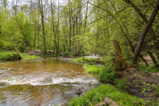 istock Tanew river in nature reserve Nad Tanwia 1149284056