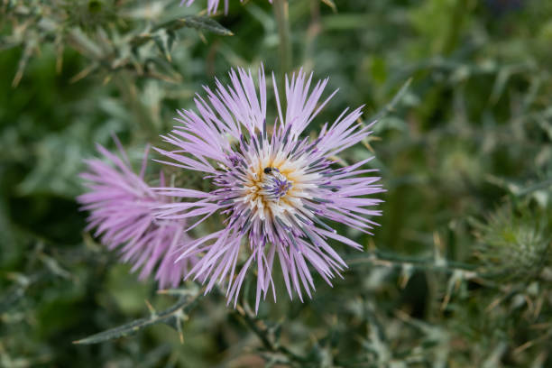 istock Purple Milk Thistle Flower in Bloom in Springtime 1149284077